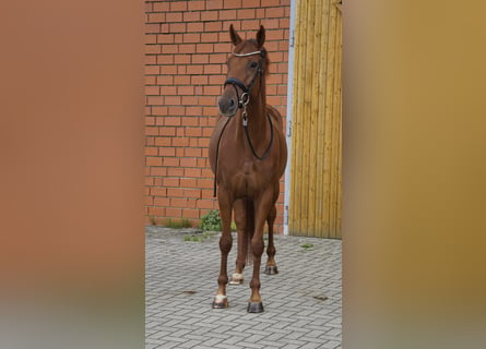 Hannoveraner, Stute, 5 Jahre, 167 cm, Dunkelfuchs