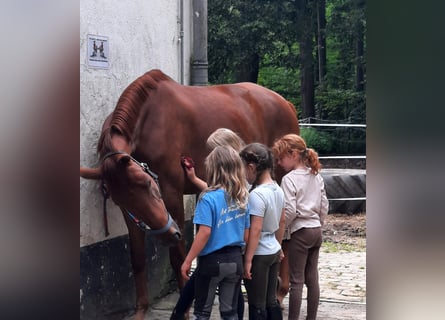 Hannoveraner, Stute, 5 Jahre, 167 cm, Fuchs