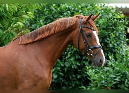 Hannoveraner, Stute, 5 Jahre, 167 cm, Fuchs
