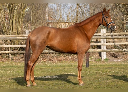 Hannoveraner, Stute, 5 Jahre, 167 cm, Fuchs