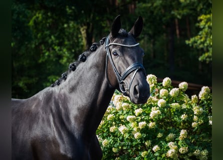 Hannoveraner, Stute, 5 Jahre, 167 cm, Schwarzbrauner Hannoveraner, Stute, 5 Jahre, 167 cm, Schwarzbrauner
