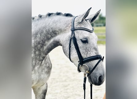 Hannoveraner, Stute, 5 Jahre, 168 cm, Apfelschimmel