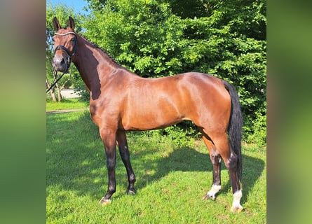 Hannoveraner, Stute, 5 Jahre, 168 cm, Brauner