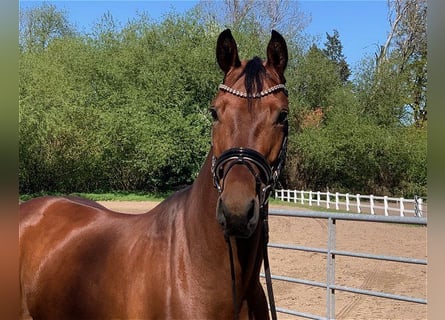 Hannoveraner, Stute, 5 Jahre, 168 cm, Brauner