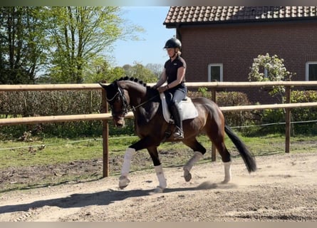 Hannoveraner, Stute, 5 Jahre, 168 cm, Brauner