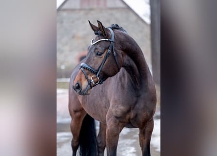 Hannoveraner, Stute, 5 Jahre, 168 cm