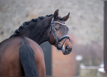 Hannoveraner, Stute, 5 Jahre, 168 cm