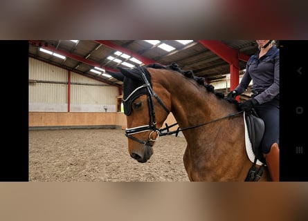 Hannoveraner, Stute, 5 Jahre, 168 cm, Dunkelbrauner