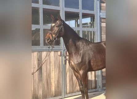 Hannoveraner, Stute, 5 Jahre, 168 cm, Dunkelbrauner