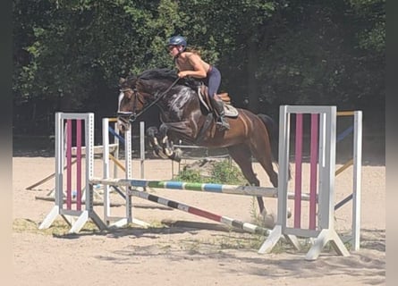 Hannoveraner, Stute, 5 Jahre, 168 cm, Dunkelbrauner
