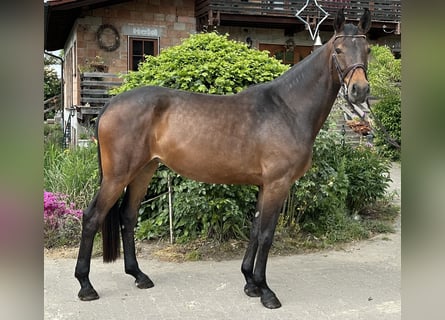 Hannoveraner, Stute, 5 Jahre, 168 cm, Dunkelbrauner