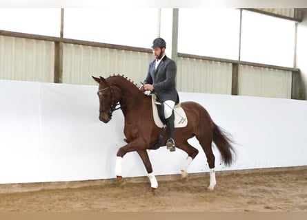 Hannoveraner, Stute, 5 Jahre, 168 cm, Fuchs