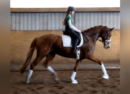 Hannoveraner, Stute, 5 Jahre, 168 cm, Fuchs