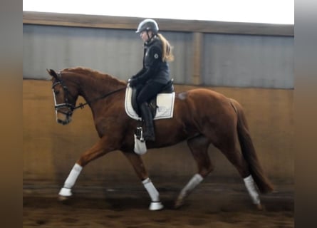 Hannoveraner, Stute, 5 Jahre, 168 cm, Fuchs