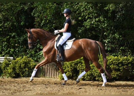 Hannoveraner, Stute, 5 Jahre, 168 cm, Fuchs