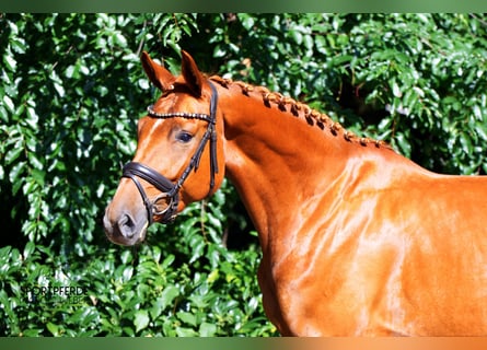 Hannoveraner, Stute, 5 Jahre, 168 cm, Fuchs