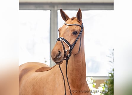 Hannoveraner, Stute, 5 Jahre, 168 cm, Fuchs