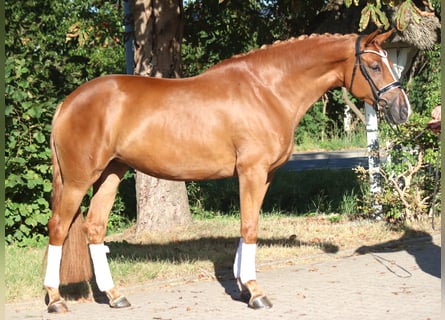 Hannoveraner, Stute, 5 Jahre, 168 cm, Fuchs