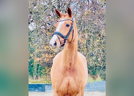 Hannoveraner, Stute, 5 Jahre, 168 cm, Fuchs