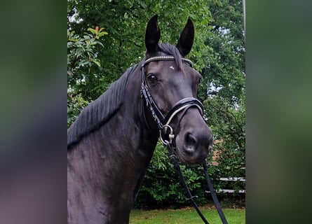 Hannoveraner, Stute, 5 Jahre, 168 cm, Rappe