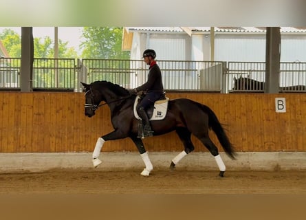 Hannoveraner, Stute, 5 Jahre, 168 cm, Rappe