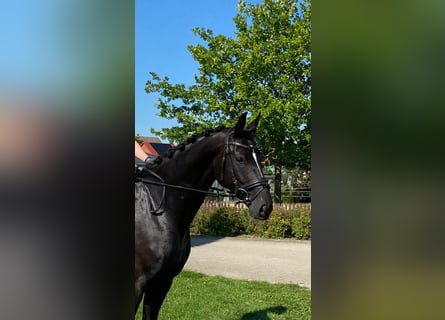 Hannoveraner, Stute, 5 Jahre, 168 cm, Rappe