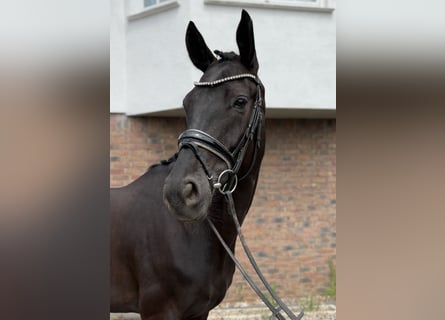 Hannoveraner, Stute, 5 Jahre, 168 cm, Rappe