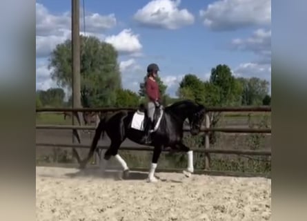 Hannoveraner, Stute, 5 Jahre, 168 cm, Rappe