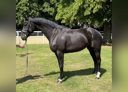 Hannoveraner, Stute, 5 Jahre, 168 cm, Rappe