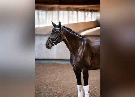 Hannoveraner, Stute, 5 Jahre, 168 cm, Schwarzbrauner