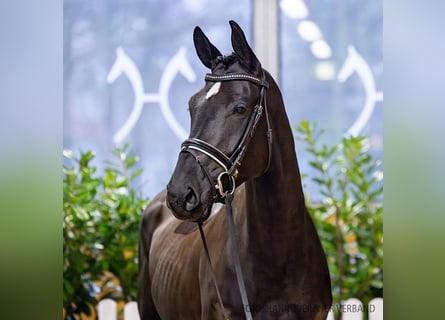 Hannoveraner, Stute, 5 Jahre, 168 cm, Schwarzbrauner