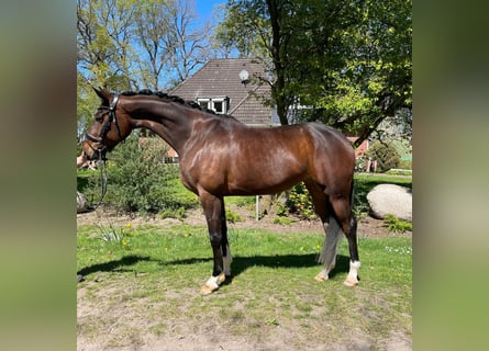 Hannoveraner, Stute, 5 Jahre, 169 cm, Brauner