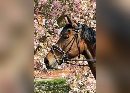 Hannoveraner, Stute, 5 Jahre, 169 cm, Brauner