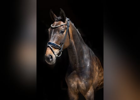 Hannoveraner, Stute, 5 Jahre, 169 cm, Brauner