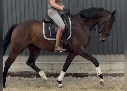 Hannoveraner, Stute, 5 Jahre, 169 cm, Brauner