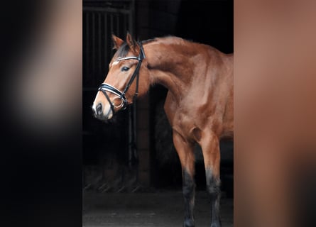 Hannoveraner, Stute, 5 Jahre, 169 cm, Brauner