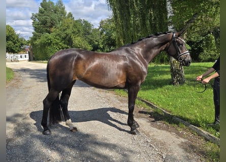 Hannoveraner, Stute, 5 Jahre, 169 cm, Dunkelbrauner