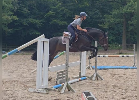 Hannoveraner, Stute, 5 Jahre, 169 cm, Dunkelbrauner