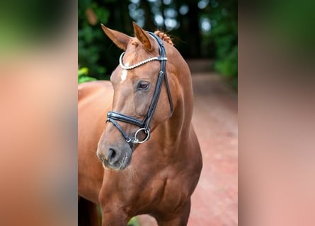 Hannoveraner, Stute, 5 Jahre, 169 cm, Dunkelfuchs