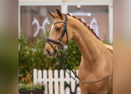 Hannoveraner, Stute, 5 Jahre, 169 cm, Fuchs