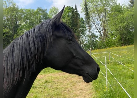 Hannoveraner, Stute, 5 Jahre, 169 cm, Rappe