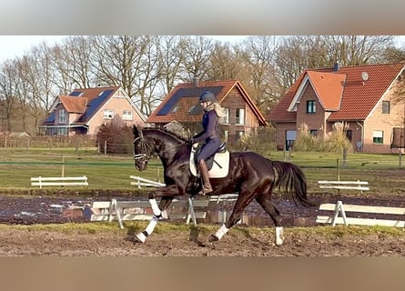 Hannoveraner, Stute, 5 Jahre, 169 cm, Rappe