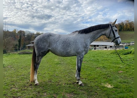 Hannoveraner, Stute, 5 Jahre, 169 cm, Schimmel
