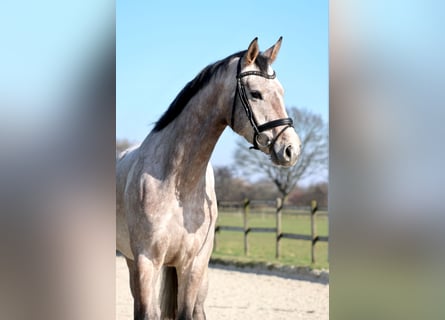 Hannoveraner, Stute, 5 Jahre, 169 cm, Schimmel