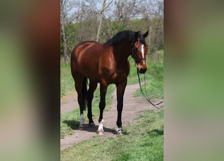 Hannoveraner, Stute, 5 Jahre, 170 cm, Brauner