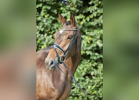 Hannoveraner, Stute, 5 Jahre, 170 cm, Brauner