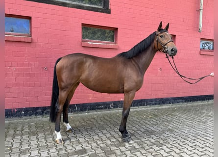 Hannoveraner, Stute, 5 Jahre, 170 cm, Brauner