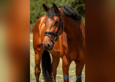 Hannoveraner, Stute, 5 Jahre, 170 cm, Brauner