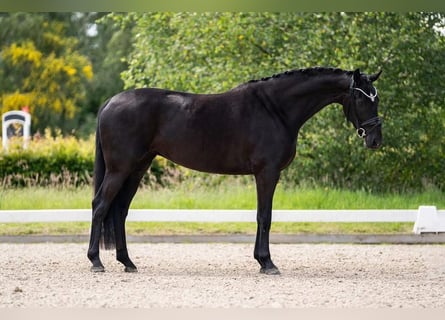 Hannoveraner, Stute, 5 Jahre, 170 cm