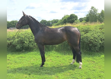 Hannoveraner, Stute, 5 Jahre, 170 cm, Dunkelbrauner